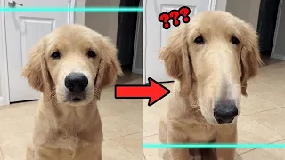 Time Warp Scan TikTok Compilation - Funny Dogs And Cats Reaction 🤣 | Chris Pets