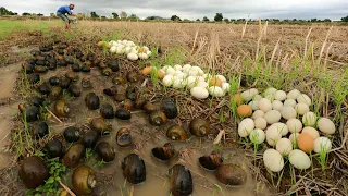 Amazing ! Collect snails and eggs in the fields after heavy rains