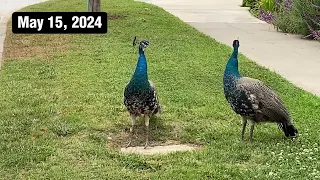 Three New Peachicks and Scrappy Peacock Spotted