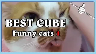 BEST CUBE funny cats 1