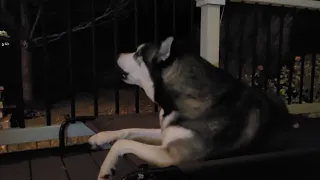 Husky singing with fire truck siren