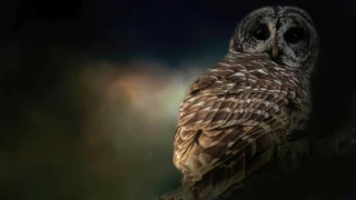 Barred Owl pair call sounds