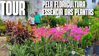 TOUR PELA FLORICULTURA ESSÊNCIA DAS PLANTAS: sol, sombra, folhagem, suculenta, orquídeas, roseiras +