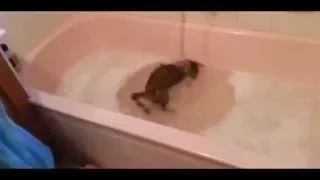 Funny cat videos NEW ПОДБОРКА   43 Убойные ролики про котов