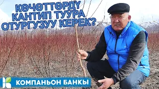 КӨЧӨТТӨРДҮ КАНТИП ТУУРА ОТУРГУЗУУ КЕРЕК?