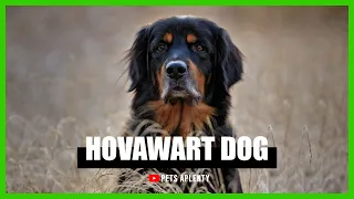 All You Need to Know About the Hovawart