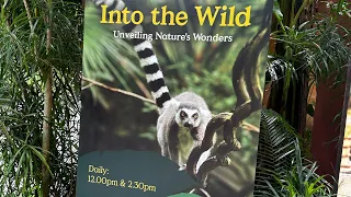 Into the Wild New Show Singapore Zoo May 2024