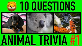 ANIMAL TRIVIA QUIZ #1 - 10 Animals General Knowledge Trivia Questions and Answers Challenge