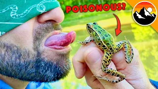 Poisonous Frog Taste Test!