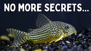 Everything You Should Know Before You Get Corydoras! 7 Tips for Keeping Corydoras in an Aquarium!