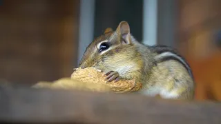 Chipmunks - A Short Documentary