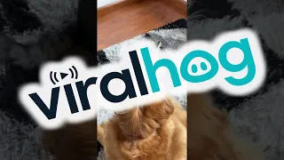 Dog and Cat Wrestle During Playtime || ViralHog