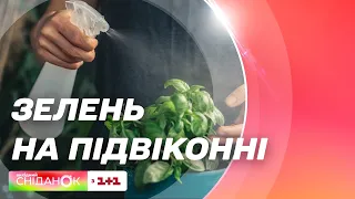 Як висівати зелень та спеції на підвіконні?