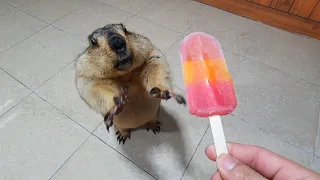 marmot eats strawberry ice cream for the first time