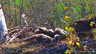 Little Miami Conservancy Bald Eagle 24.04.2024 18:17