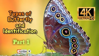 Types of Butterfly and Identification Part 1 4K