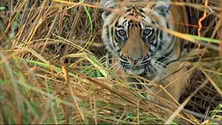 Male Tiger visits his family