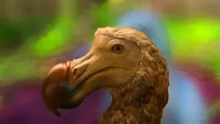 Is the dodo bird extinct?