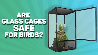 Are glass cages SAFE for birds?