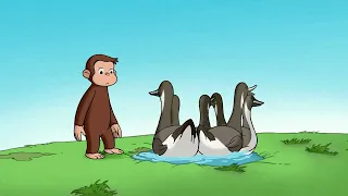 Water to Ducks | Curious George | Cartoons for Kids | WildBrain Zoo