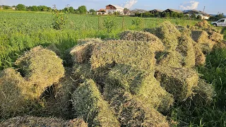 AM CUMPĂRAT FÂN DE LUCERNĂ LA SUPER PREȚ!!