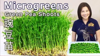 How to Grow Green Peas Microgreens - Without Soil - Plus Pea Shoots Stir-fry 豌豆苗种植