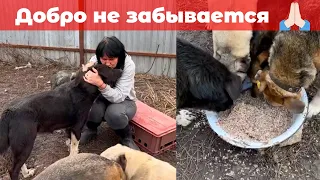 Приют для собак жил, приют жив и будет жить БЛАГОДАРЯ ВАШЕЙ ПОМОЩИ.