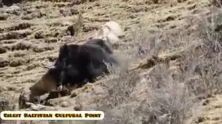 🤔👌👌Snowleopard attack the yak🤳