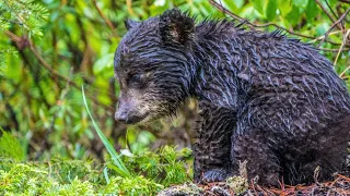 Bear Family on a Rainy Day