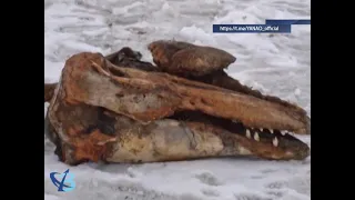 На Ямале нашли череп древнего животного 12+