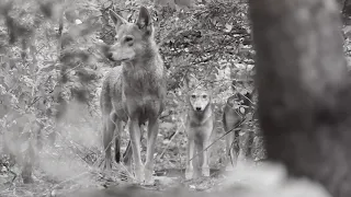 Strong and Beautiful Red Wolf Mother