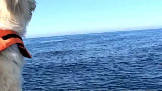 DOG CRYS because Killer Whales are captured