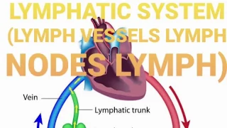 lymphatic system lymph lymph node lymph vessels