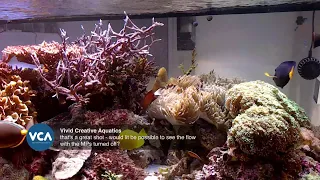 Let's talk about newer reef tanks