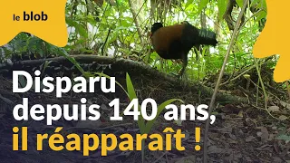 Premières images d’un oiseau réputé disparu (Nouvelle-Guinée) | Actu de science