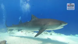 Tiger Shark | Fuvahmulah | Maldives | #extreme-dive-fuvahmulah