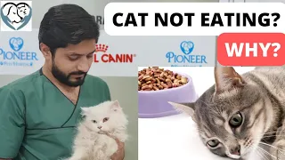 How To Increase Cat Appetite At Home | 6 Home Remedies If Cat Has Stopped Eating
