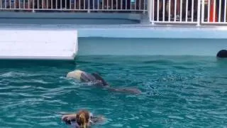 Winter (rescued dolphin) with her prosthetic tail