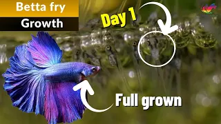 Betta Fish Fry Growth From Birth [0 To 3 Months]