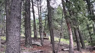 Rocky Mountain Sasquatch?