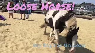 Gypsy Vanner Horse videos,  Horses on the beach at the Jersey  Shore