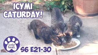 ICYMI Caturday! * Lucky Ferals S6 Episodes 21 - 30 * Cat Videos Compilation - Feral Kittens