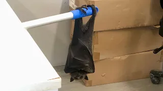 Rescuing WestConnex, a juvenile flying-fox in a building site