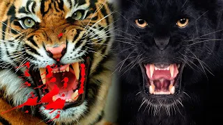 The Most DANGEROUS BIG CATS In The World