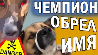 Выживший пес! ЧЕМПИОН - Новости приюта Омские Хвостики 06.07.2021