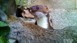 Stoat Hunts and Kills Rabbit in Murder in Herewood - Hunting Starts at 40 seconds