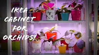 Ikea Milsbo Greenhouse Cabinet Tour - Phalaenopsis Orchids Edition! 🌸