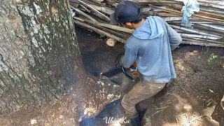 Waaaww‼️‼️‼️sampai titik terdalam proses pemotongan pohon Trembesi pinggir kandang dan penuh paku