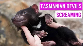 Cute Tasmanian Devil Screaming and Growling Compilation 2017