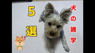 犬の雑学５選！